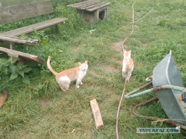 Жизнь домашнего приюта для котеек 459