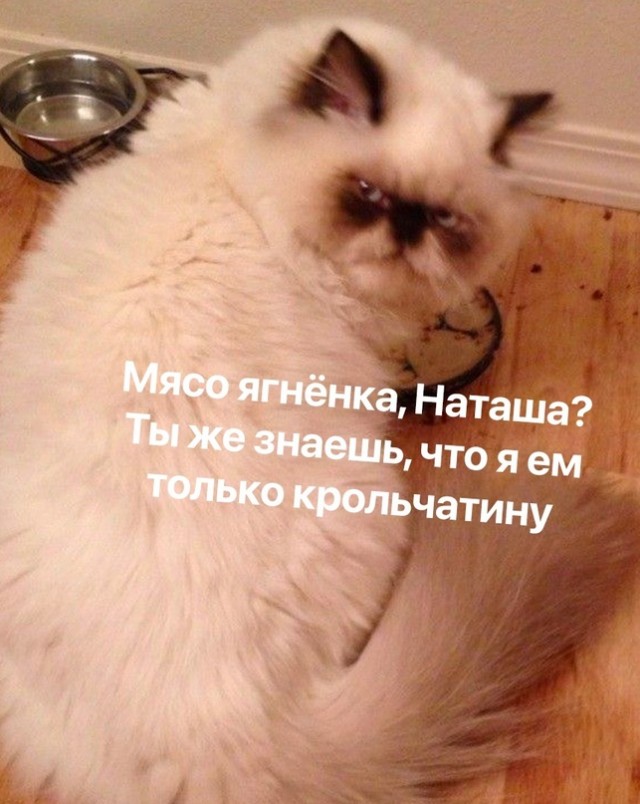 Весёлый полтишок 05.10.23