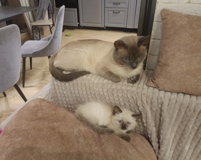 Котовторник