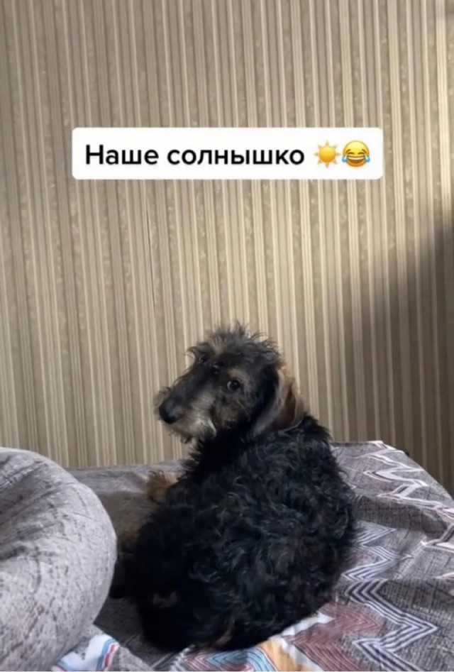 Такса?