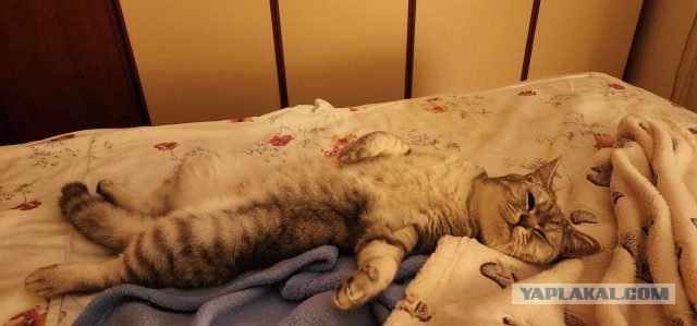 Почему кошка спит с человеком: 3 основные причины и важные моменты, о которых следует знать