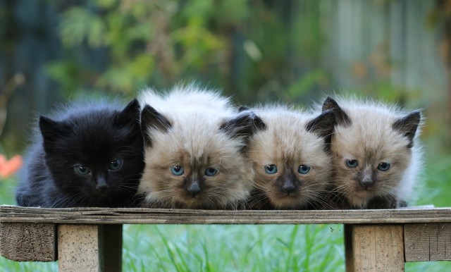 Котовторник уже пришёл?