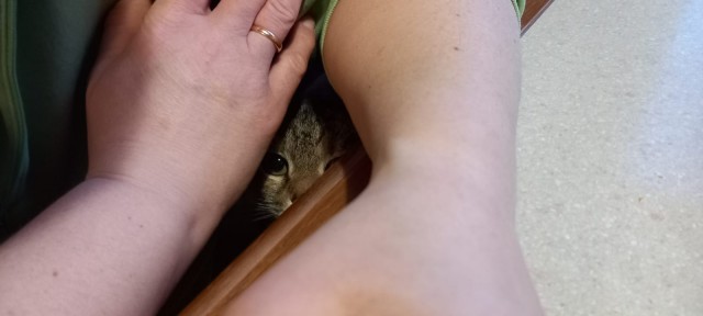 А в следующей жизни я хотел бы быть котом