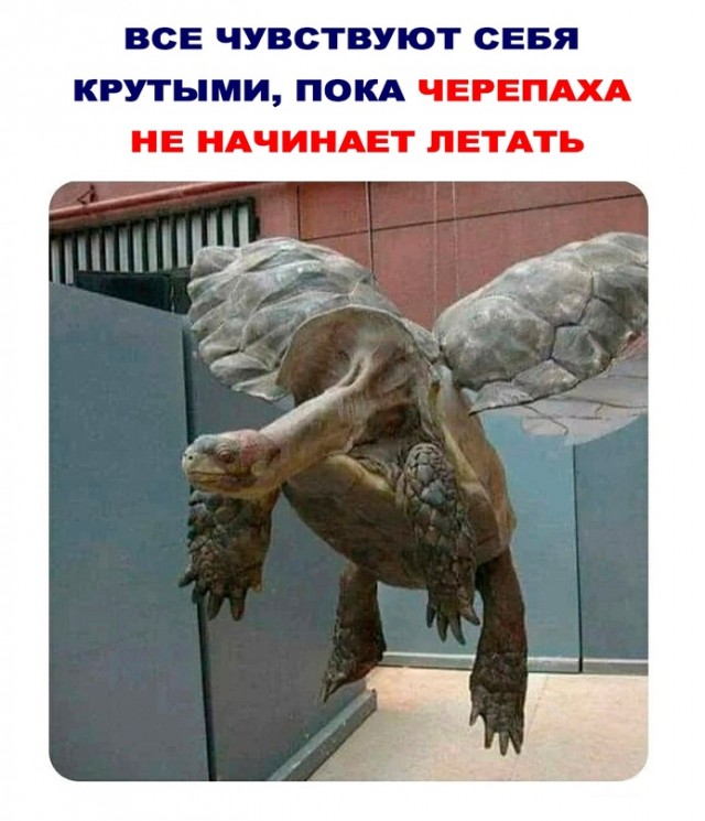 Весёлый полтишок 17.06.24
