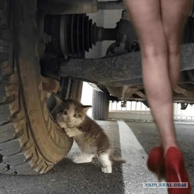 Это фото дальнобойщик прислал жене
