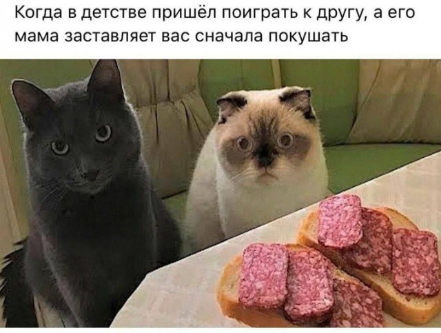 К котовторнику: подборка картинок-баянов с котиками и про котиков. Выпуск 2.