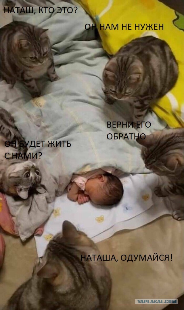 Интересные моменты из мира животных