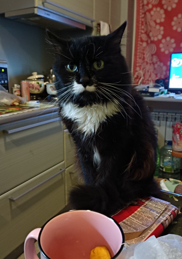 Кот...
