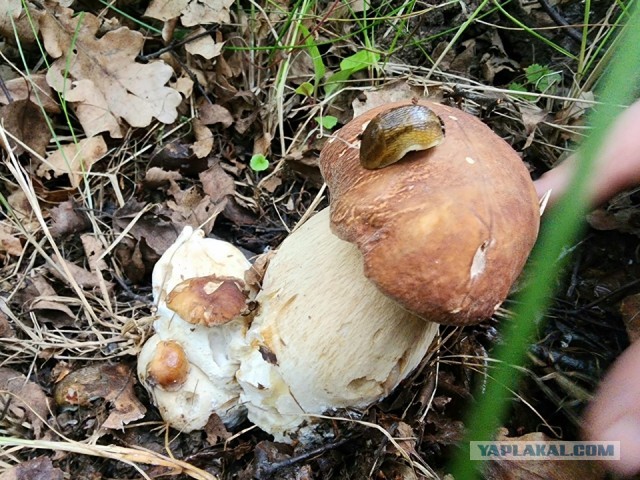 Испанские слизни атакуют подмосковные грибы!