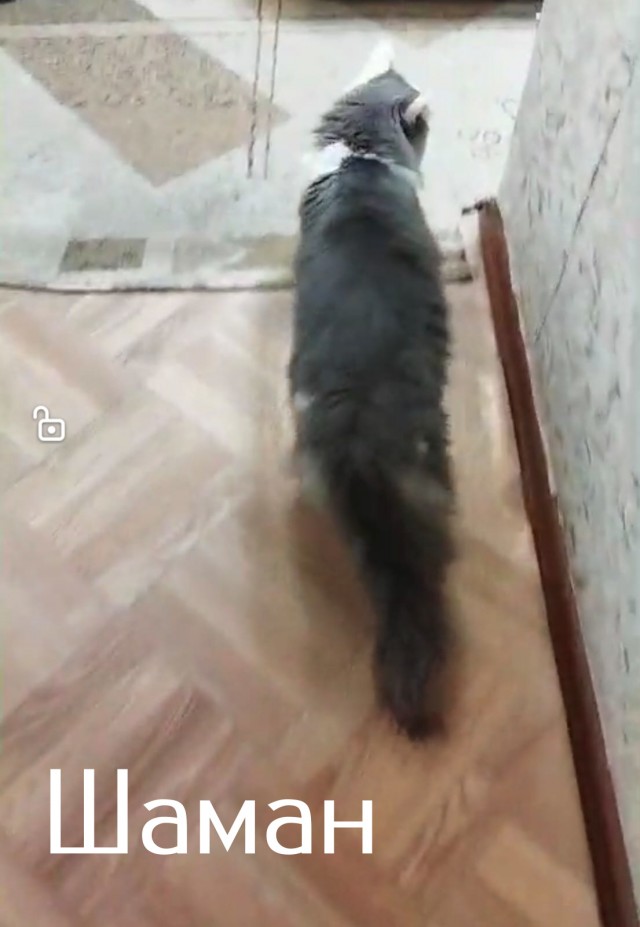 Жизнь домашнего приюта "Котоленд" 511