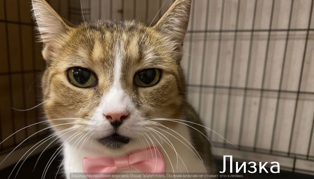 Жизнь домашнего приюта "Котоленд" 526