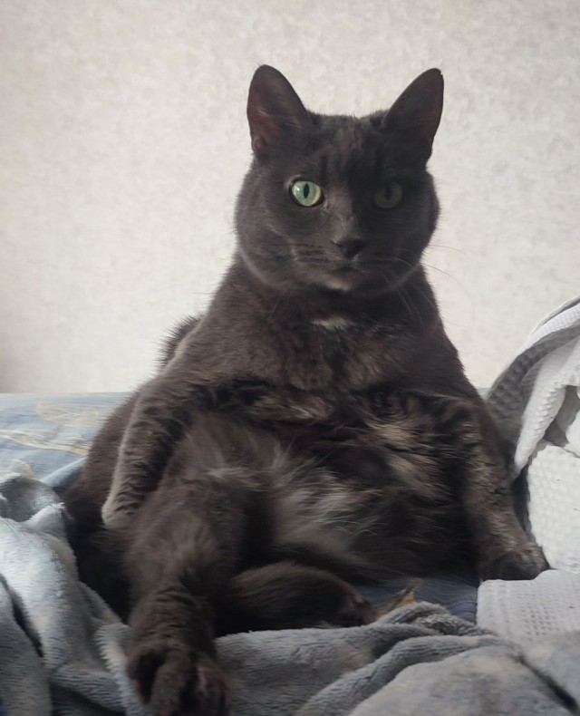 А котовторник уже пришёл?