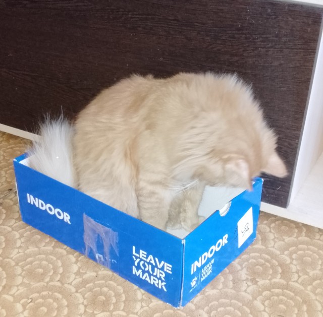 С котовторником!