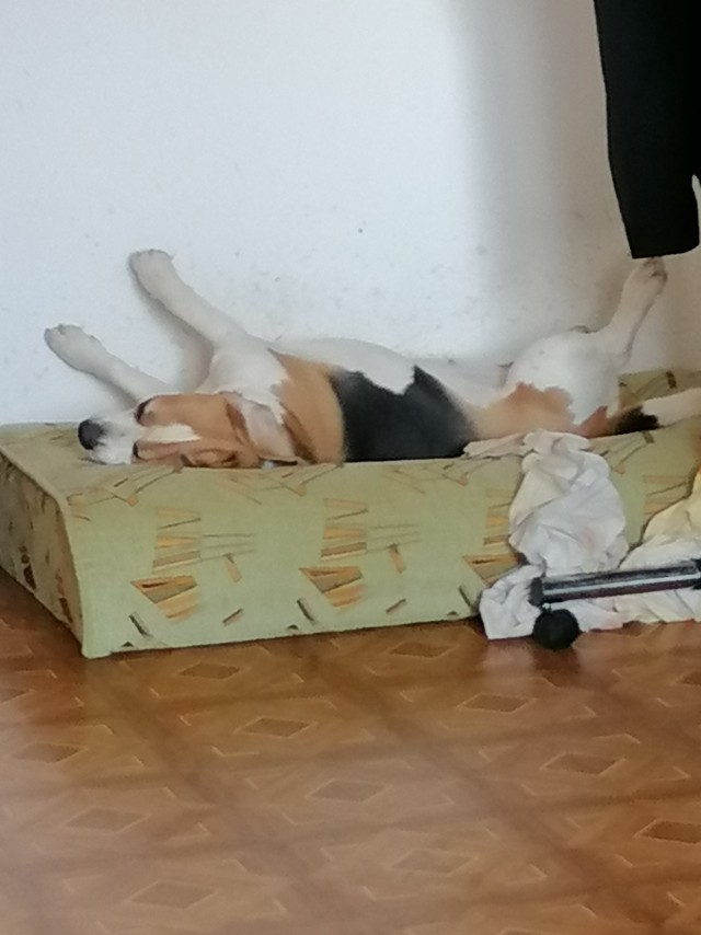Мой Персей