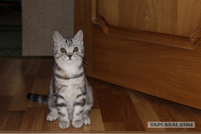 Котовторник 23.07.2013