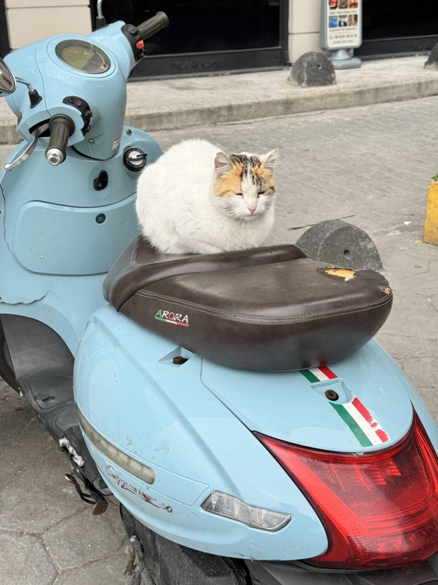Уличные кошки Стамбула
