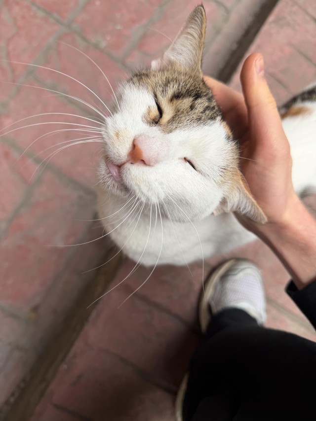 Уличные кошки Стамбула — 2