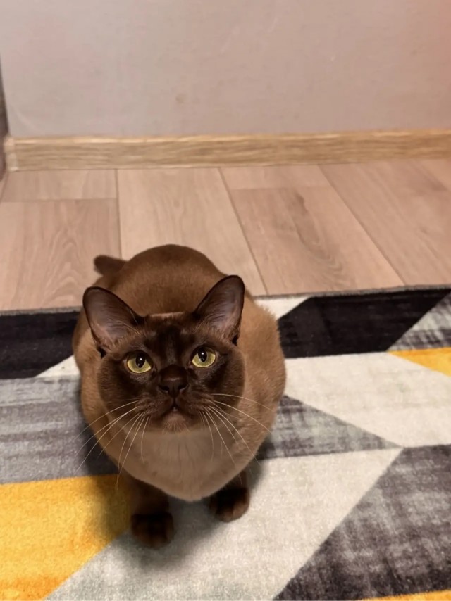 Котовторник