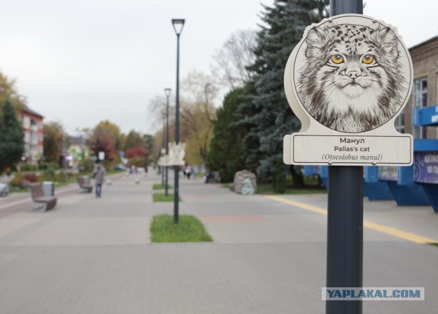 Как я аллею с портретами зверей городу подарил. История одного благоустройства