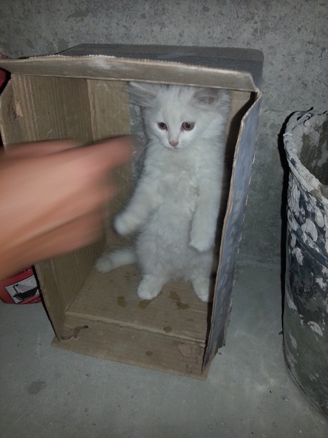 Котовторник на 24.09.2013г
