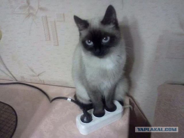 Котовторник 22.10.2013