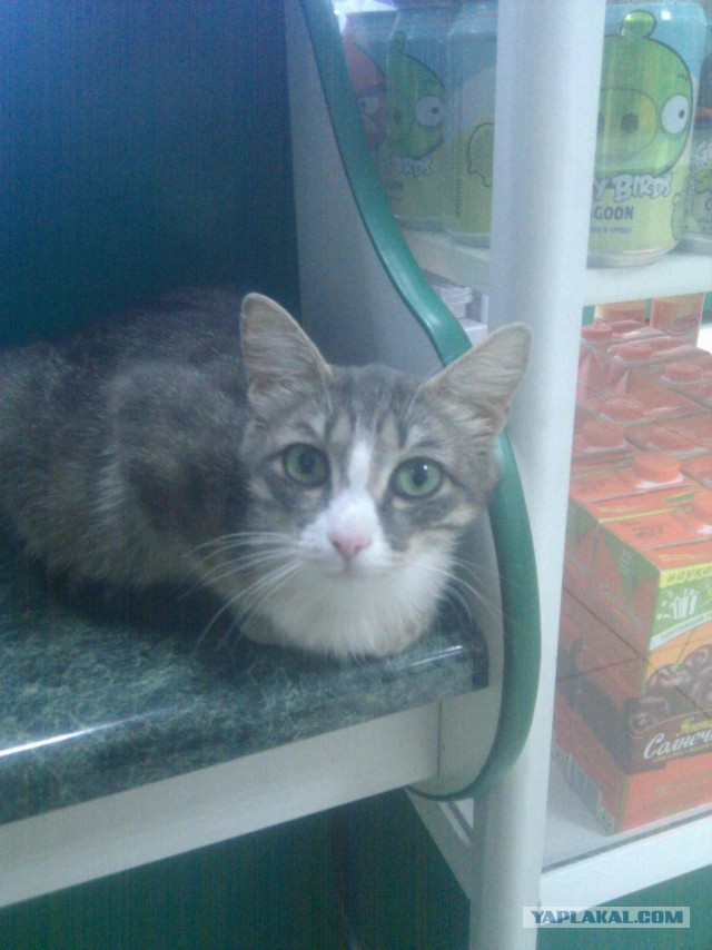 С Котовторником!