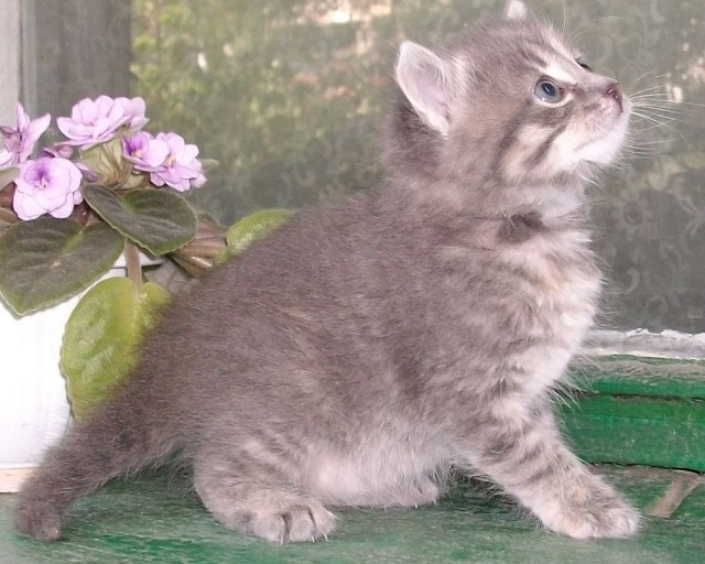Котовторник 10.06.2014
