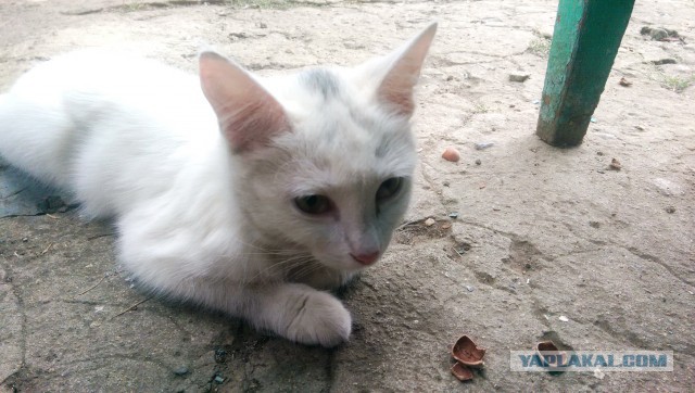 Котовторник 12.08.2014