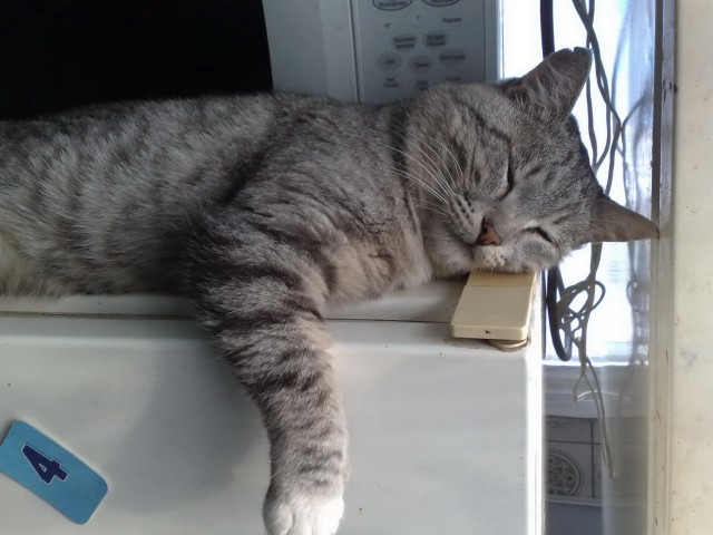 Котовторник 09.09.2014