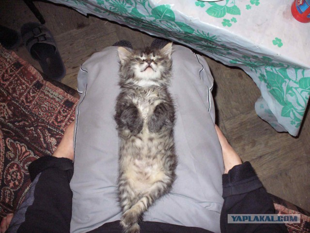 Девушки,объясните