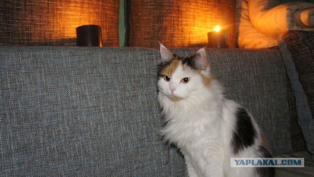 Котовторник 23.12.2014