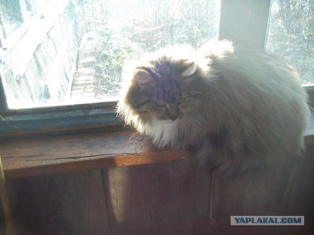 Жизнь домашнего приюта для котеек 44