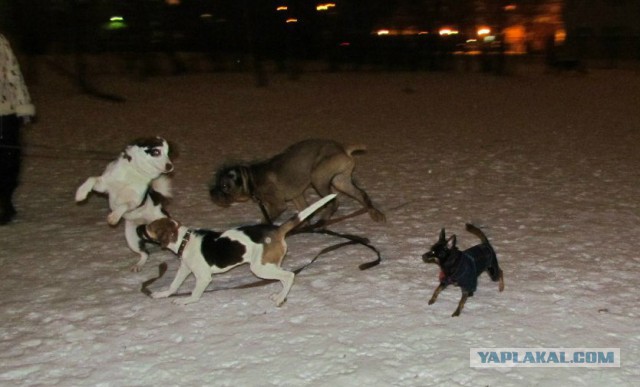 Прогулять сабакина..