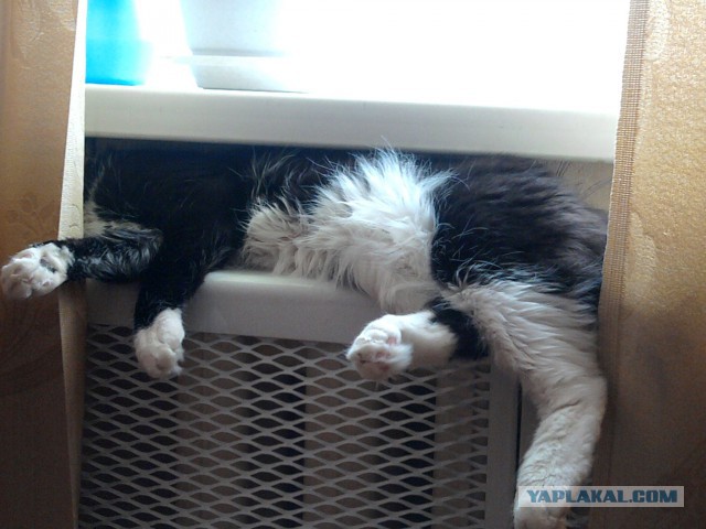 Котовторник