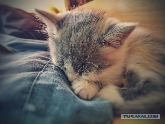 Котовторник