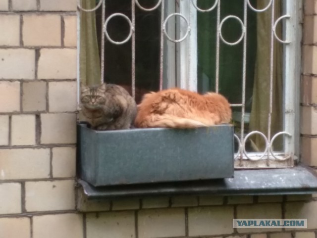 Котовторник   02.06.2015