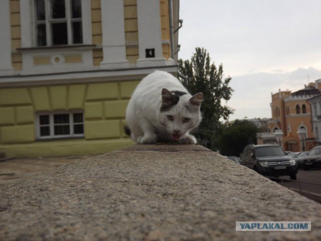 Котовторник  21.07.2015