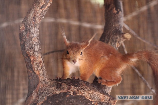 Белки забавные