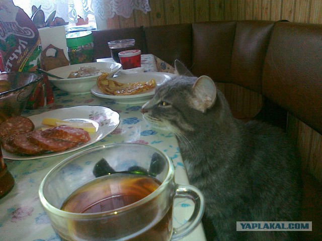 Деды и коты