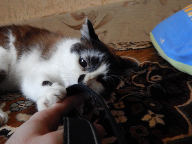 Про котов