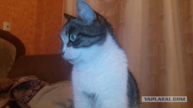 Котовторник 17.11.2015
