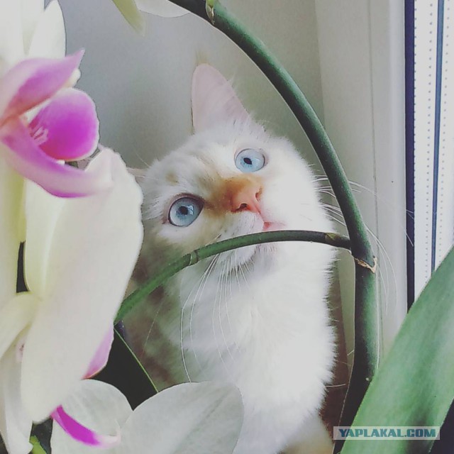 Пост невероятной кошачьей красоты. 25 фот.