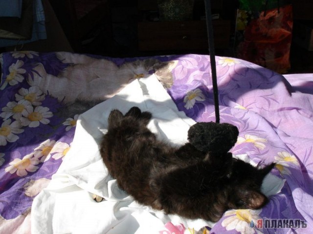 Котёнок ищет доброго хозяина