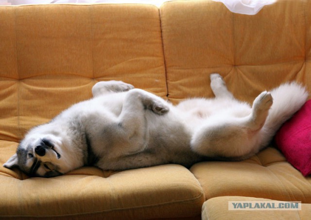 Я устал, возьми меня на ручки