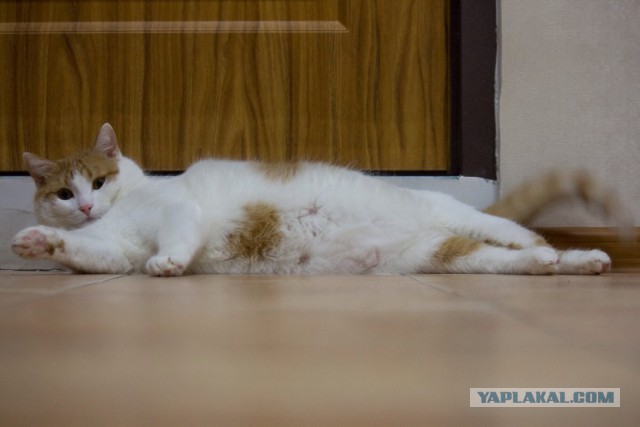 Котовторник 22.03.2016