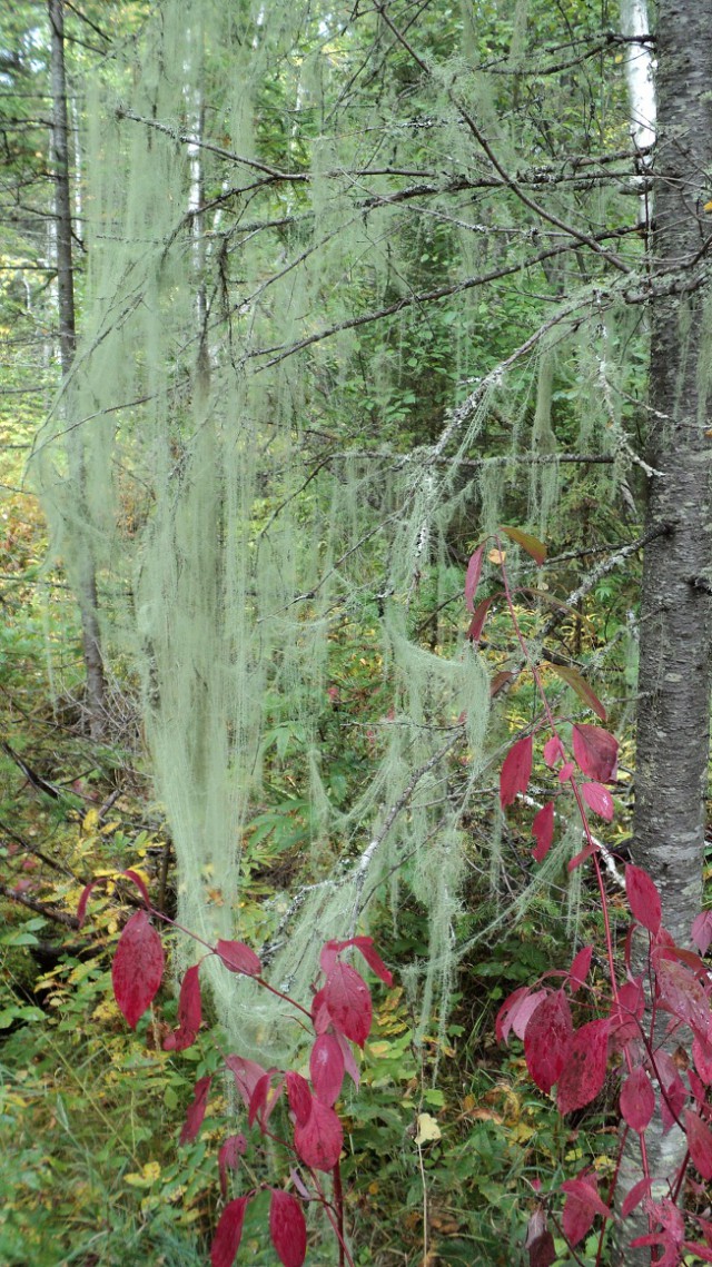 Тайги обожания пост