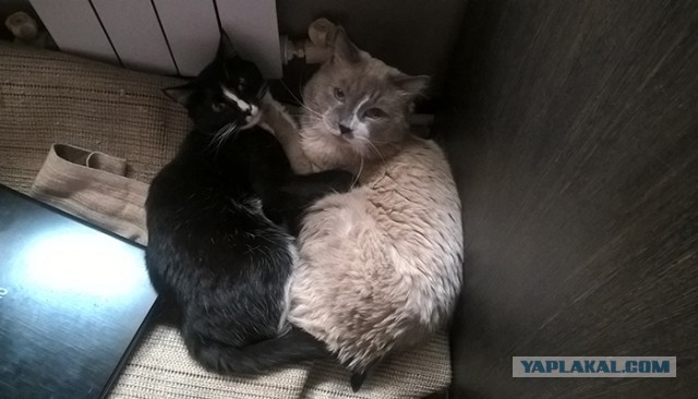 Котовторник 17.05.2016
