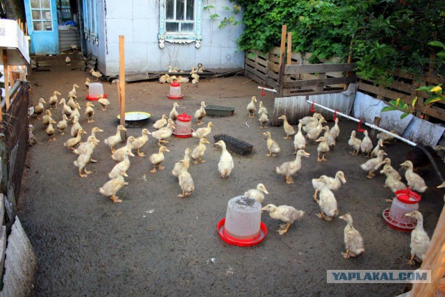 Сельскохозяйственный эксперимент  ч 11