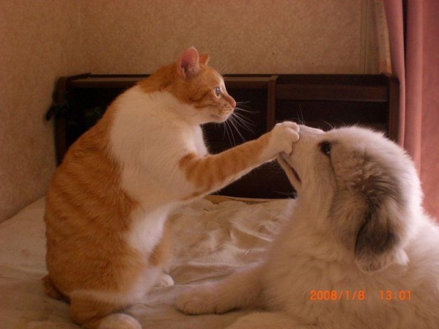 Котовторник: лента прикольных котов на 05.02!