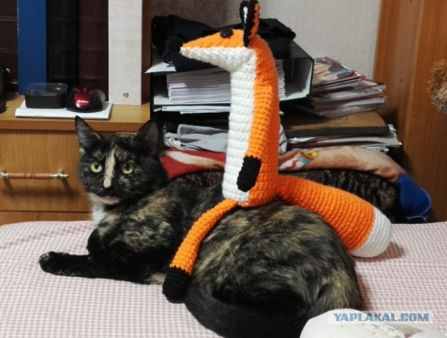 Котовторник 30.08.2016